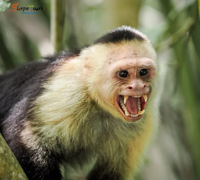 Sierpe River Wildlife Safari — real moment 1