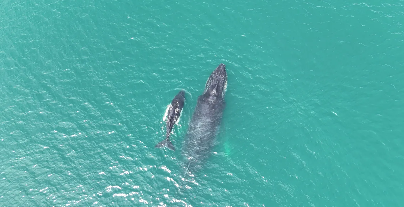Humpback Whale Season Has Begun