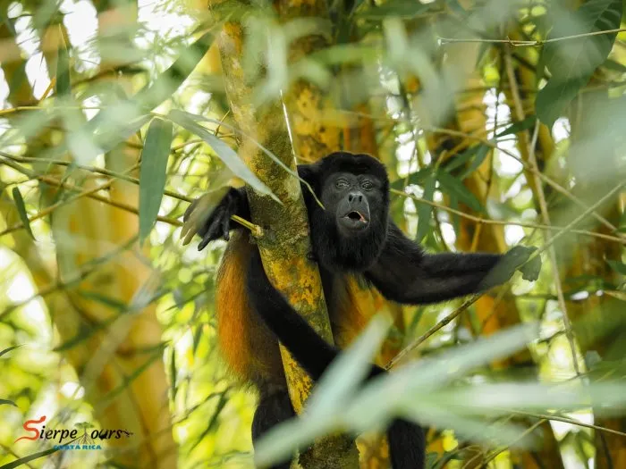 Sierpe River Wildlife Safari — real moment 3